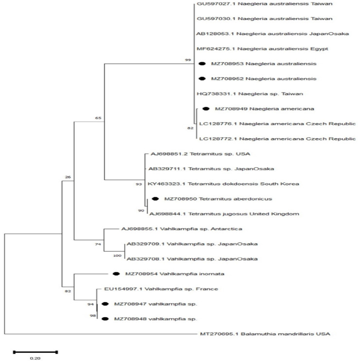 Isolation and Molecular Identification of Vahlkampfiidae and <i>Vermamoeba Vermiformis</i> from Fresh Vegetables: A Neglected Source of Infections.