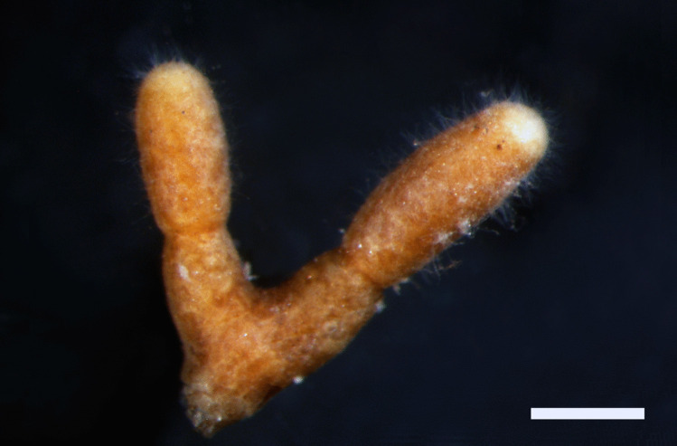 Description, identification, and growth of Tuber borchii Vittad. mycorrhized Pinus sylvestris L. seedlings on different lime contents.