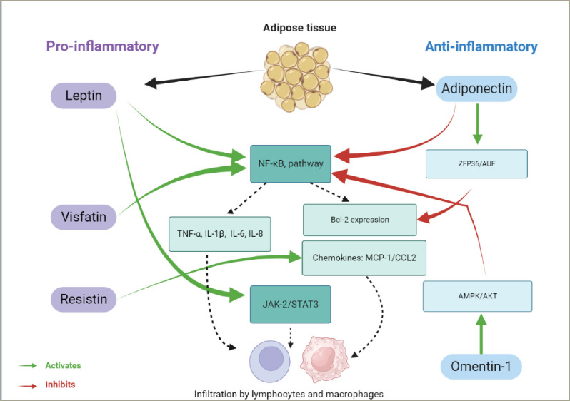 Obesity and Oral Health: The Link Between Adipokines and Periodontitis.