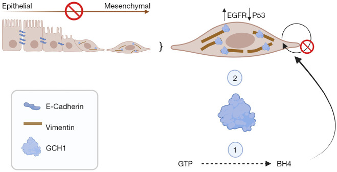 New role for GCH1 in cancer.