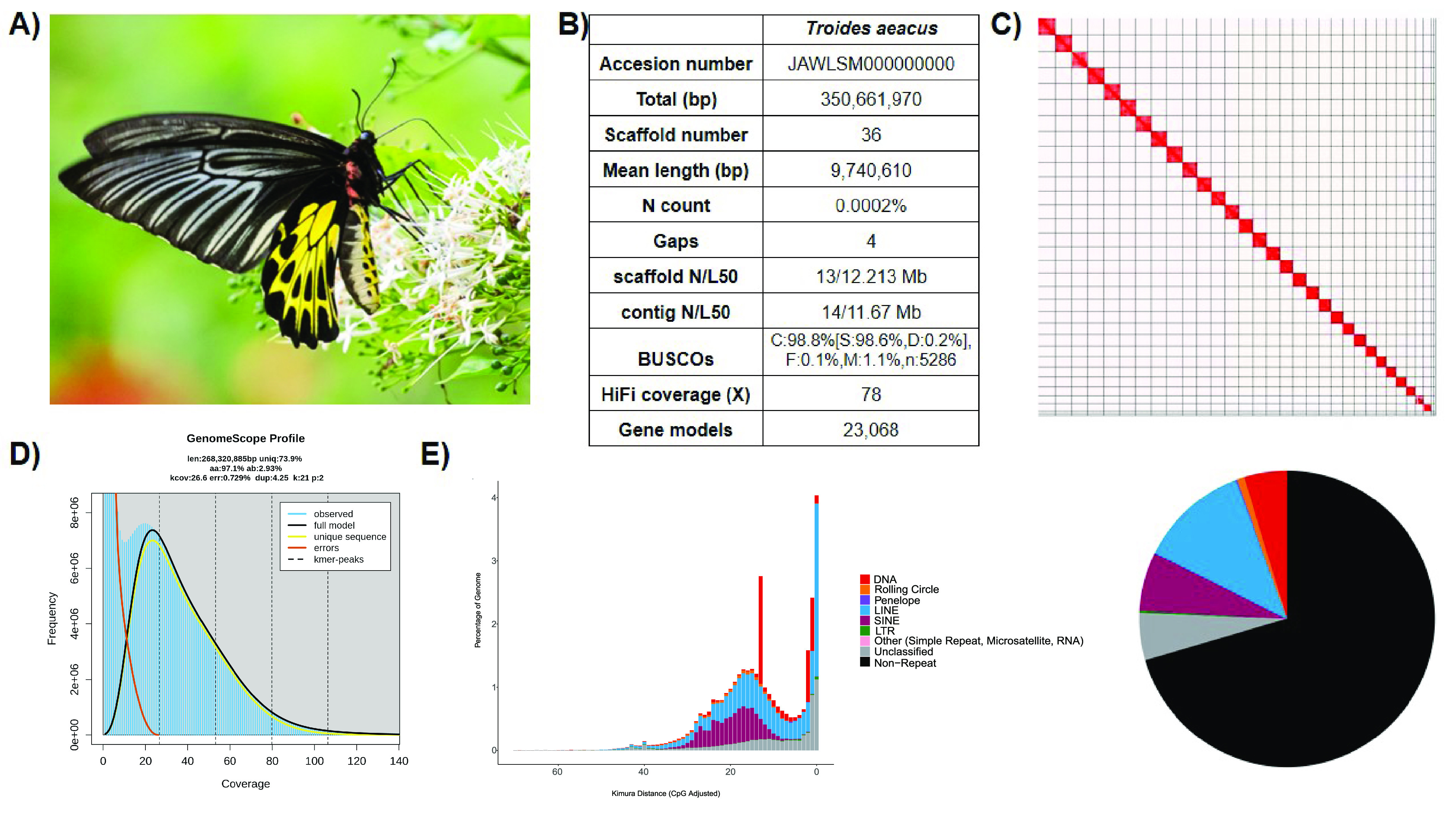 Chromosomal-level genome assembly of golden birdwing <i>Troides aeacus</i> (Felder & Felder, 1860).