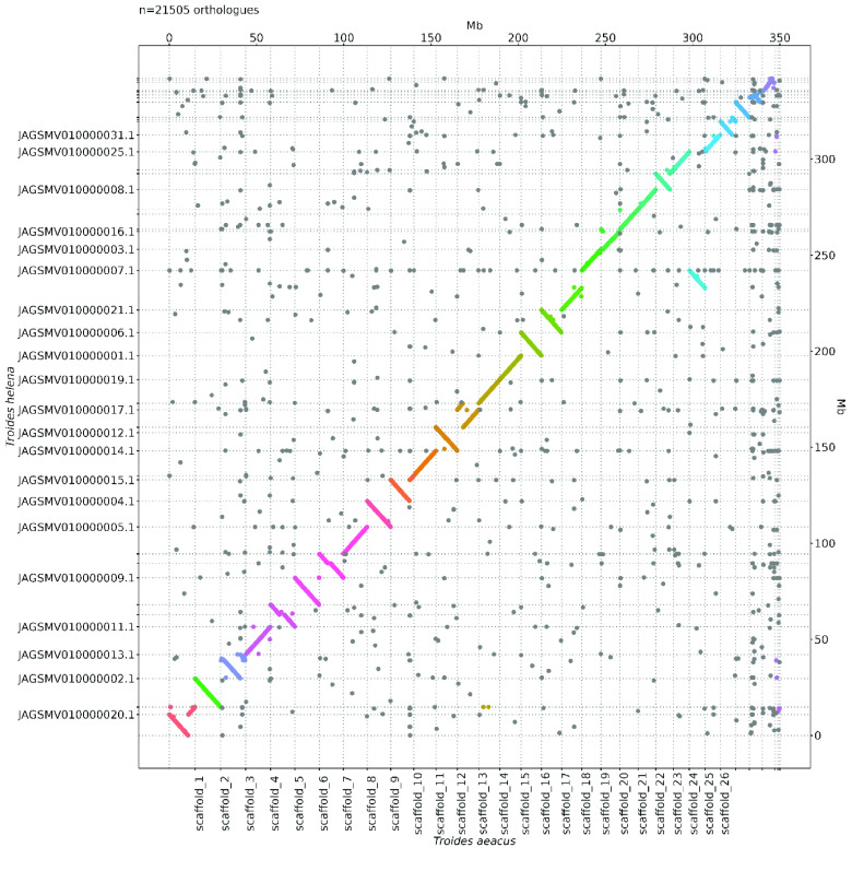 Chromosomal-level genome assembly of golden birdwing <i>Troides aeacus</i> (Felder & Felder, 1860).