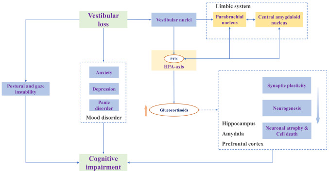 Vestibular dysfunction leads to cognitive impairments: State of knowledge in the field and clinical perspectives (Review).