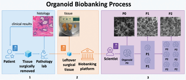 Non-Fungible Tokens for Organoids: Decentralized Biobanking to Empower Patients in Biospecimen Research.