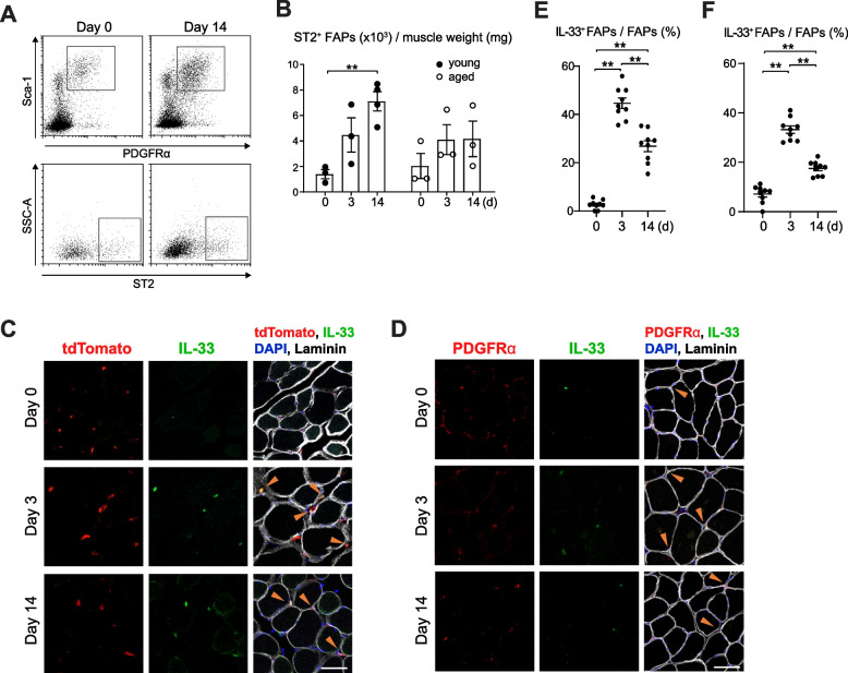 IL-33-ST2 signaling in fibro-adipogenic progenitors alleviates immobilization-induced muscle atrophy in mice.