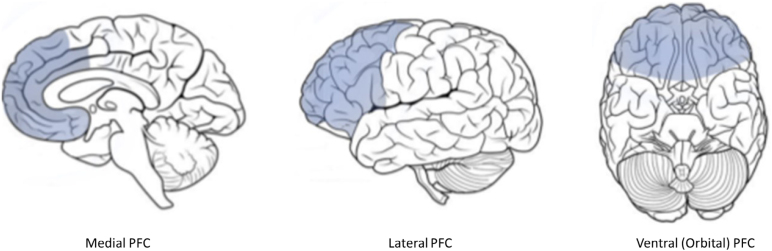 Why did humans surpass all other primates? Are our brains so different? Part 2.