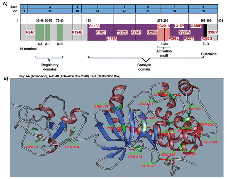 <i>In-Silico</i> Method for Predicting Pathogenic Missense Variants Using Online Tools: AURKA Gene as a Model.