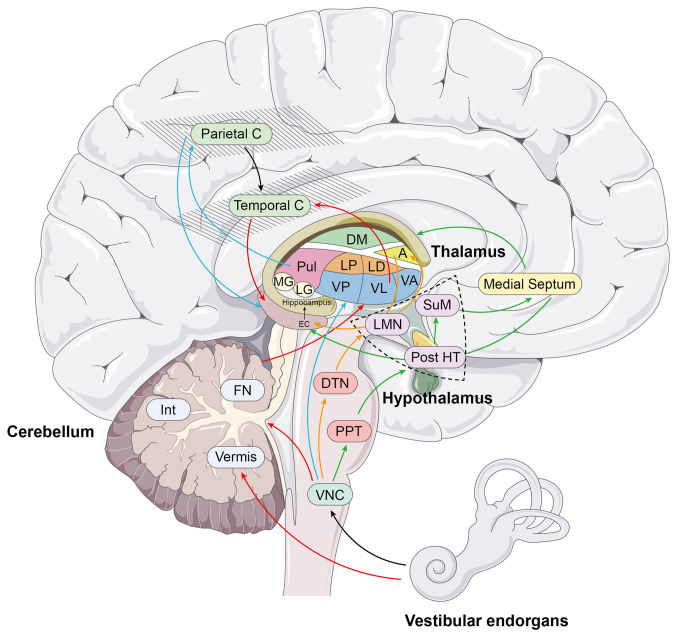 Vestibular dysfunction leads to cognitive impairments: State of knowledge in the field and clinical perspectives (Review).