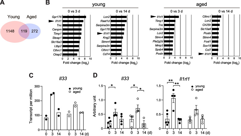 IL-33-ST2 signaling in fibro-adipogenic progenitors alleviates immobilization-induced muscle atrophy in mice.