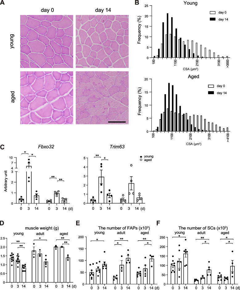 IL-33-ST2 signaling in fibro-adipogenic progenitors alleviates immobilization-induced muscle atrophy in mice.