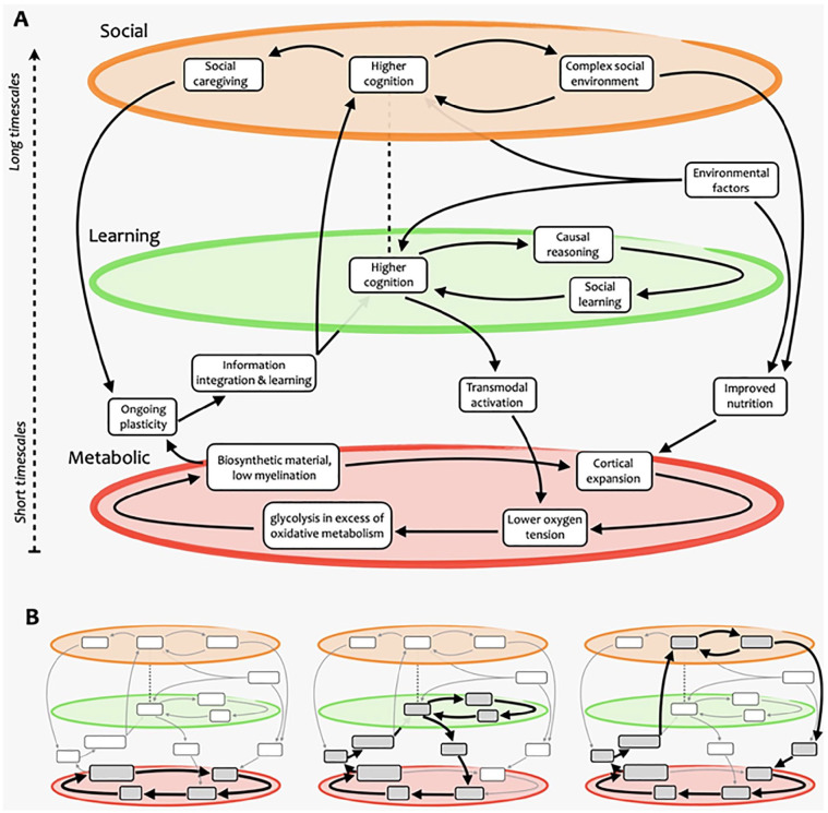 Oxygen and the Spark of Human Brain Evolution: Complex Interactions of Metabolism and Cortical Expansion across Development and Evolution.