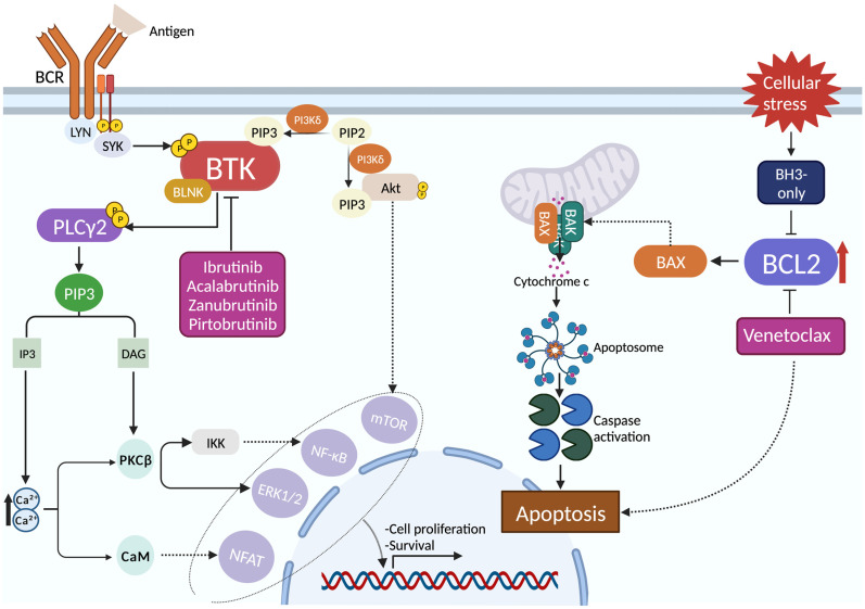 Current Therapeutic Sequencing in Chronic Lymphocytic Leukemia.