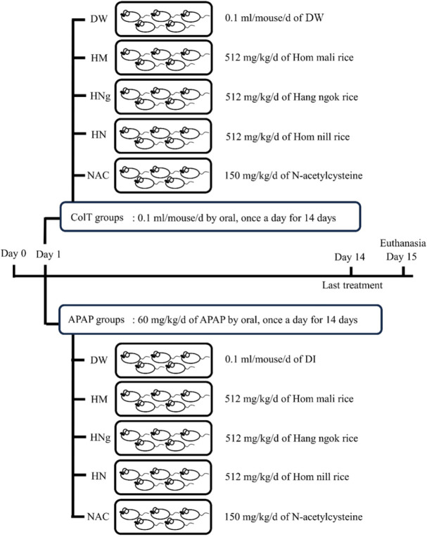 The protective effect of Thai rice bran on N-acetyl-ρ-aminophen-induced hepatotoxicity in mice.