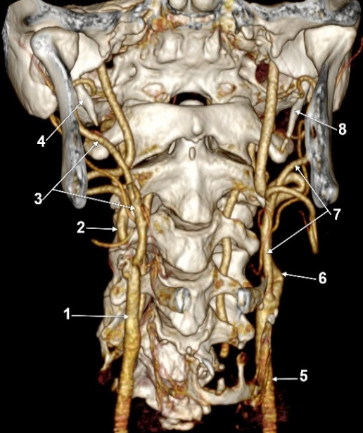 The External Carotid Artery and the Styloid Process.