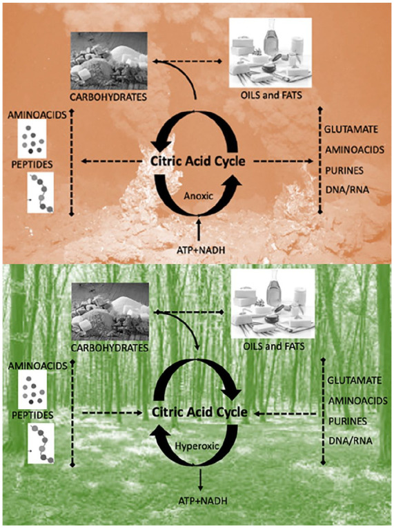 Oxygen and the Spark of Human Brain Evolution: Complex Interactions of Metabolism and Cortical Expansion across Development and Evolution.