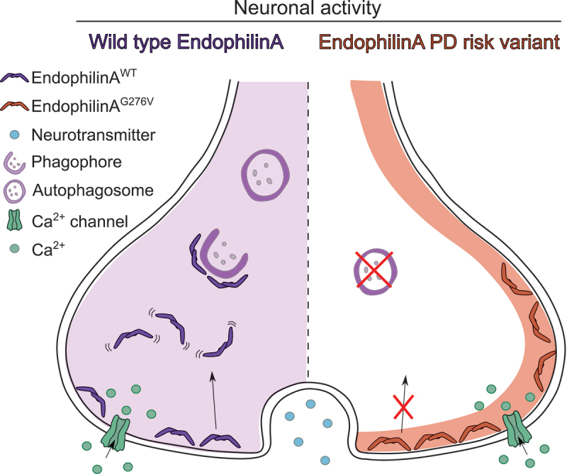 Endophilin-A/SH3GL2 calcium switch for synaptic autophagy induction is impaired by a Parkinson's risk variant.