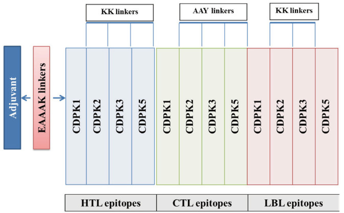 Immunoinformatics studies and design of a novel multi-epitope peptide vaccine against <i>Toxoplasma gondii</i> based on calcium-dependent protein kinases antigens through an <i>in-silico</i> analysis.