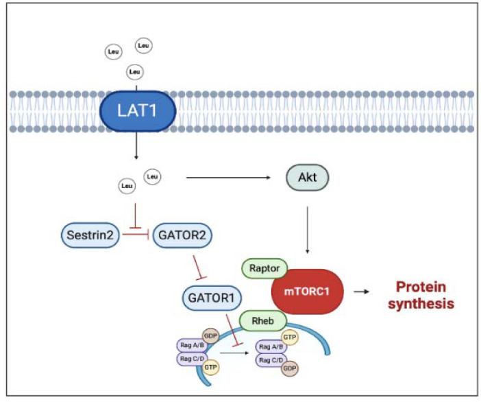 Not Only Protein: Dietary Supplements to Optimize the Skeletal Muscle Growth Response to Resistance Training: The Current State of Knowledge.