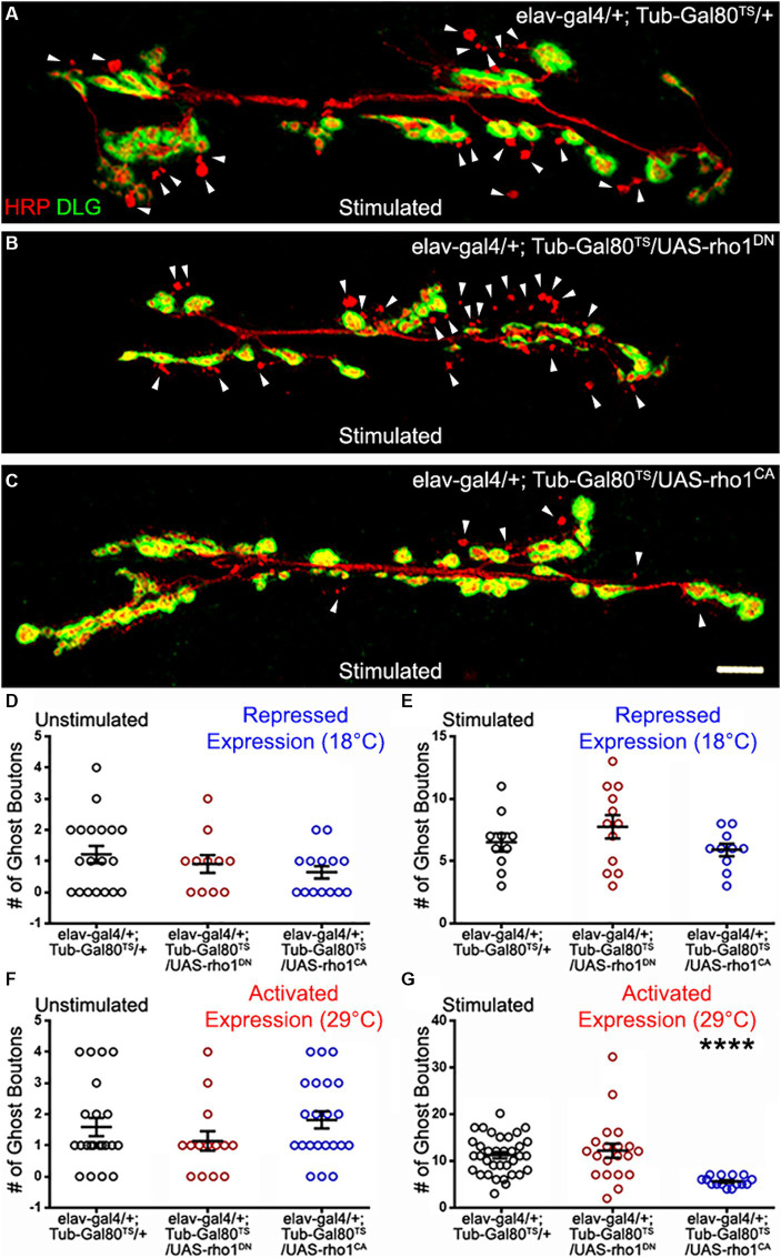 The <i>Wingless</i> planar cell polarity pathway is essential for optimal activity-dependent synaptic plasticity.