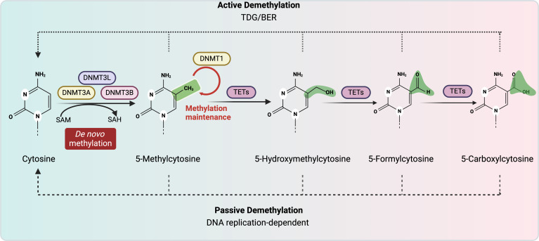 DNA methylation in necrotizing enterocolitis.