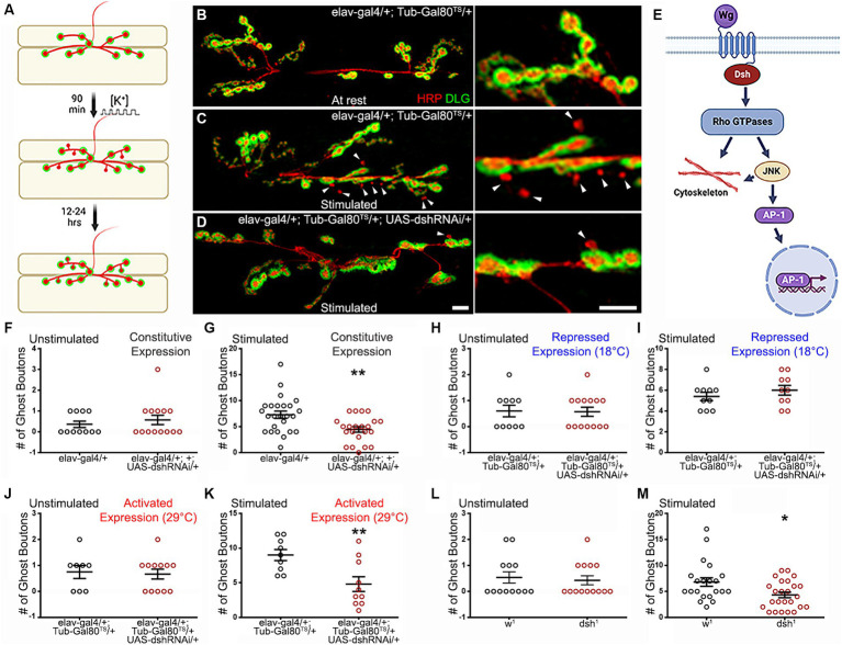 The <i>Wingless</i> planar cell polarity pathway is essential for optimal activity-dependent synaptic plasticity.