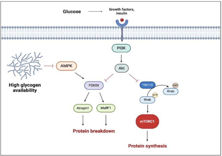 Not Only Protein: Dietary Supplements to Optimize the Skeletal Muscle Growth Response to Resistance Training: The Current State of Knowledge.
