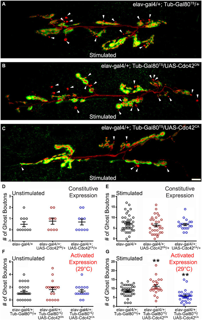 The <i>Wingless</i> planar cell polarity pathway is essential for optimal activity-dependent synaptic plasticity.
