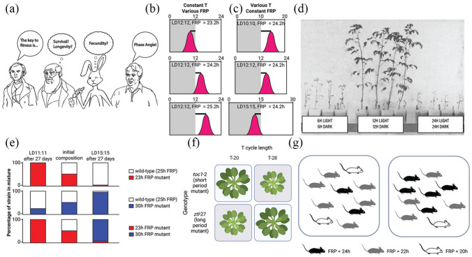 Evaluating the Adaptive Fitness of Circadian Clocks and their Evolution.