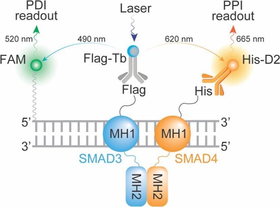 A multiplexed time-resolved fluorescence resonance energy transfer ultrahigh-throughput screening assay for targeting the SMAD4-SMAD3-DNA complex.