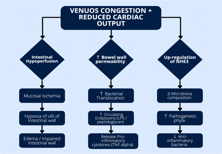 Heart Failure: a Punch from the Gut.