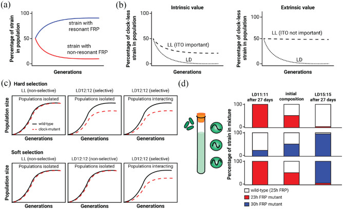 Evaluating the Adaptive Fitness of Circadian Clocks and their Evolution.