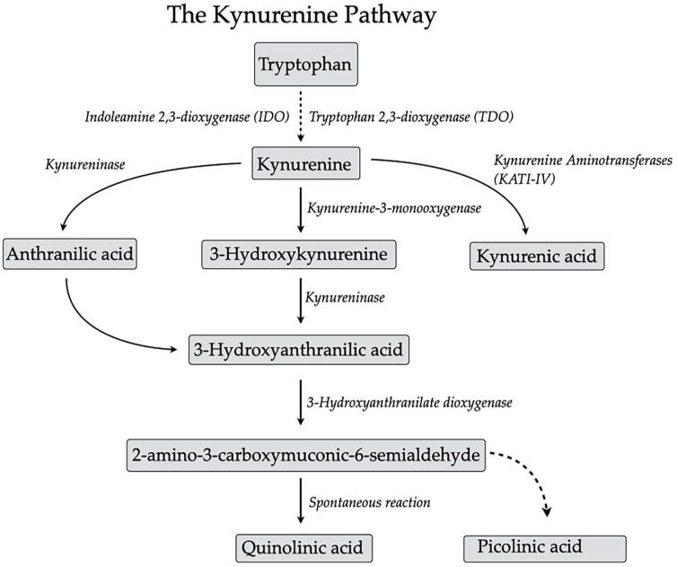 Kynurenine Metabolites in CSF and Plasma in Healthy Males.