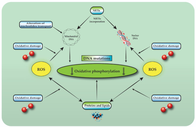 Liver Damage During Treatment with Reverse-Transcriptase Inhibitors in HIV Patients.
