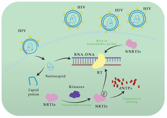 Liver Damage During Treatment with Reverse-Transcriptase Inhibitors in HIV Patients.