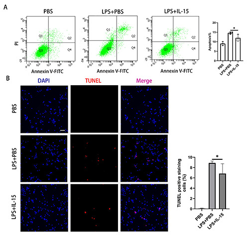 Pretreatment with interleukin-15 attenuates inflammation and apoptosis by inhibiting NF-κB signaling in sepsis-induced myocardial dysfunction.