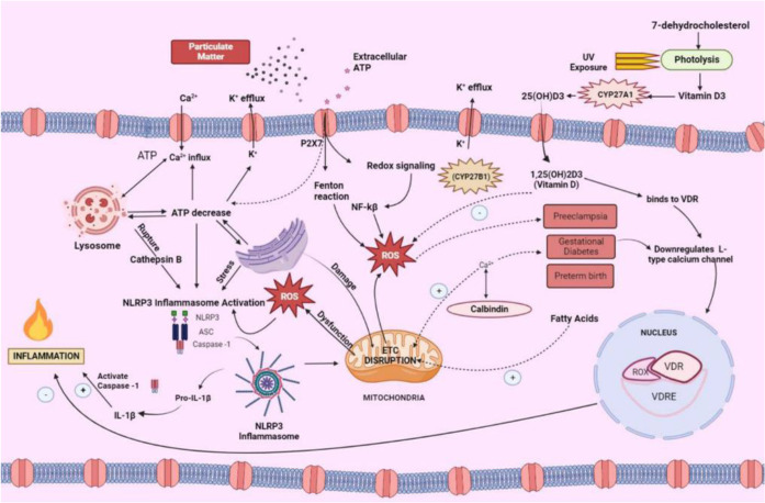 Modulatory Effects of Vitamin D: A Possible Approach to Mitigate Air Pollution Related Pregnancy Complications.
