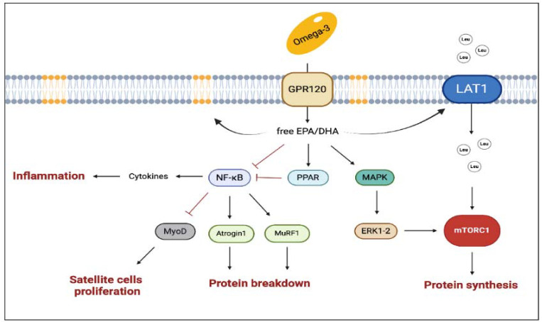 Not Only Protein: Dietary Supplements to Optimize the Skeletal Muscle Growth Response to Resistance Training: The Current State of Knowledge.