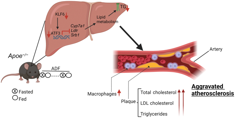 Intermittent fasting-a double edged sword for atherosclerosis.