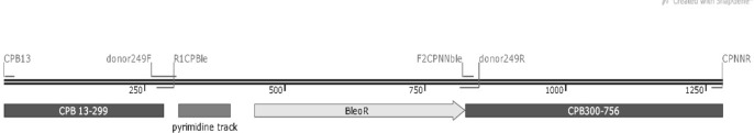 Comparing the Yield of Recombinant Human Factor VII Protein Expressed by the rDNA-Promoter with the CMV-Promoter in Iranian Lizard <i>Leishmania</i>.