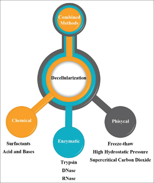 Plant Decellularization by Chemical and Physical Methods for Regenerative Medicine: A Review Article.