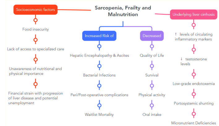Clinical Overview of Sarcopenia, Frailty, and Malnutrition in Patients With Liver Cirrhosis.
