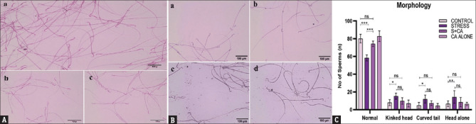 Assessment of Cinnamaldehyde's Potency on Heat Stress-induced Testicular Impairments in Wistar Rats.