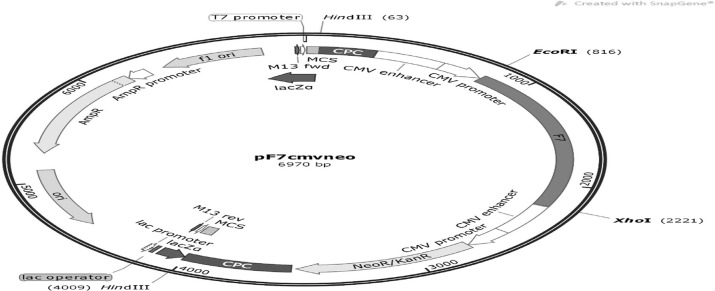 Comparing the Yield of Recombinant Human Factor VII Protein Expressed by the rDNA-Promoter with the CMV-Promoter in Iranian Lizard <i>Leishmania</i>.