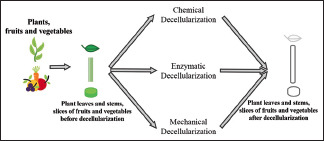 Plant Decellularization by Chemical and Physical Methods for Regenerative Medicine: A Review Article.