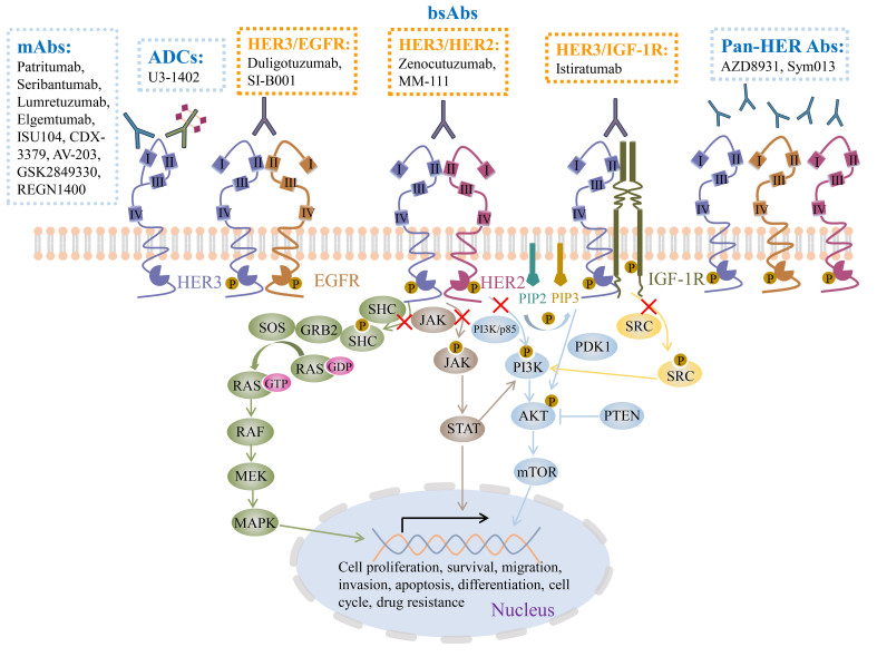 HER3-targeted therapy: the mechanism of drug resistance and the development of anticancer drugs.