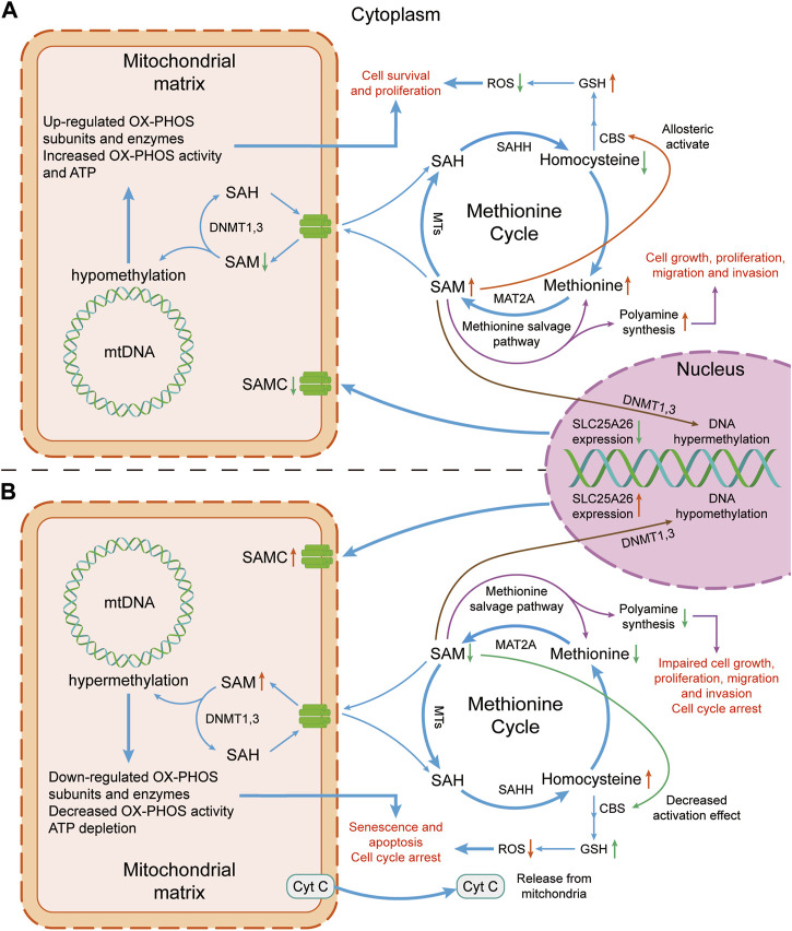Fresh Insights Into <i>SLC25A26</i>: Potential New Therapeutic Target for Cancers: A Review.