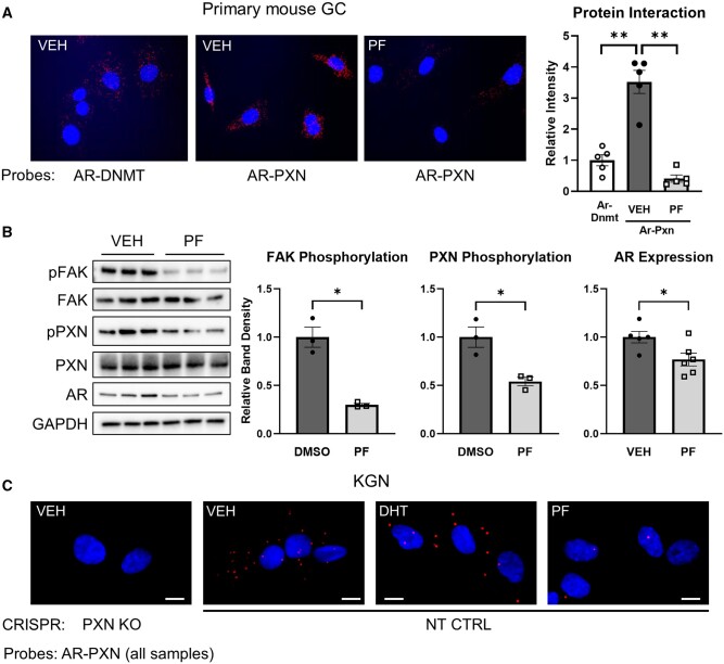 Paxillin regulates androgen receptor expression associated with granulosa cell focal adhesions.