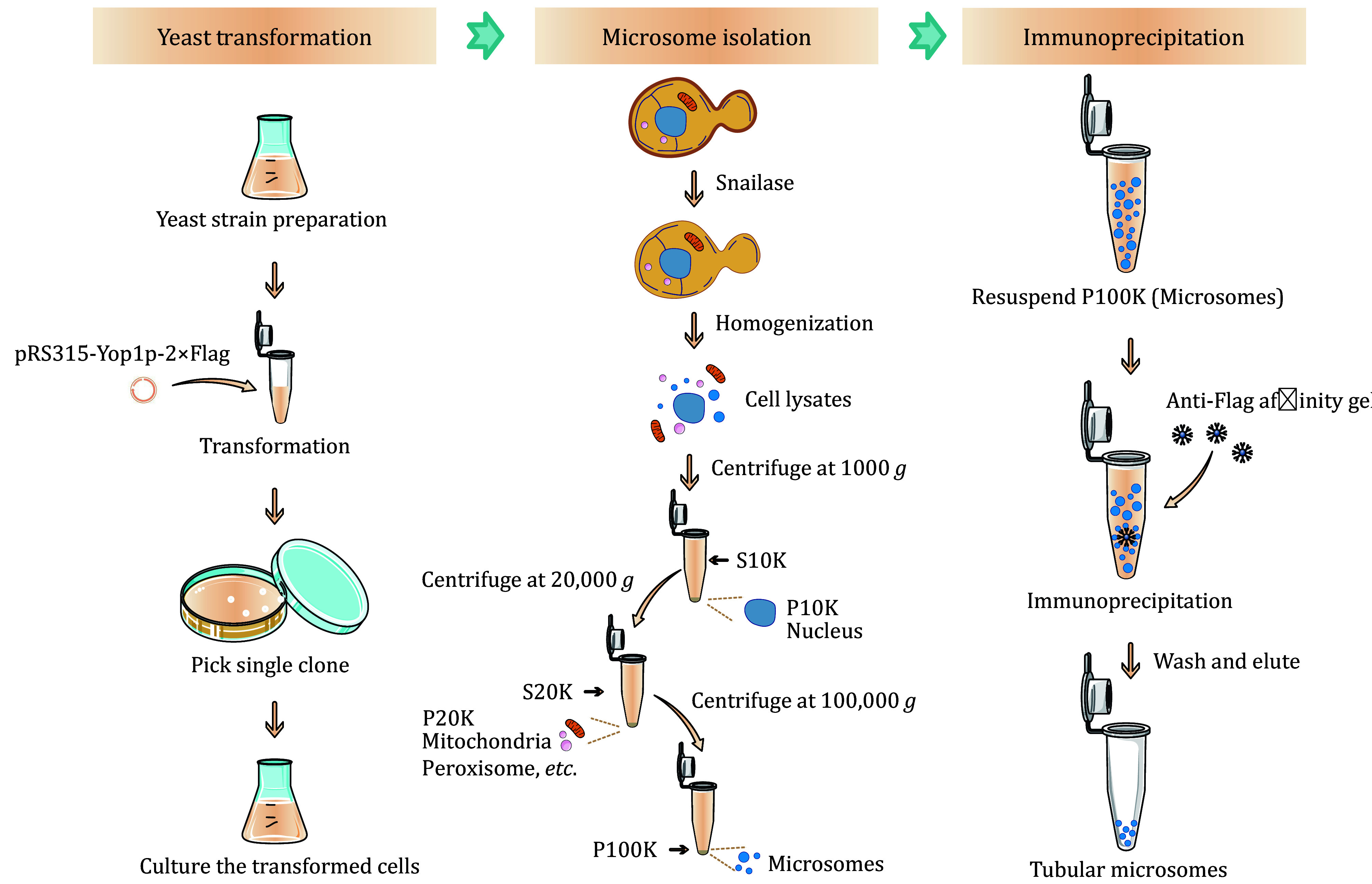 Enrichment of ER tubule-derived microsomes by differential centrifugation and immunoprecipitation.