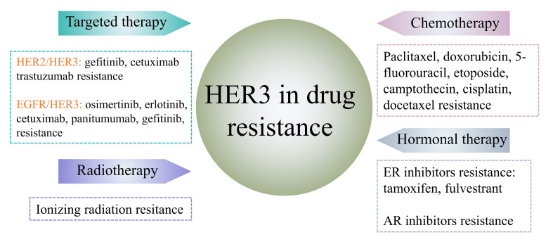HER3-targeted therapy: the mechanism of drug resistance and the development of anticancer drugs.