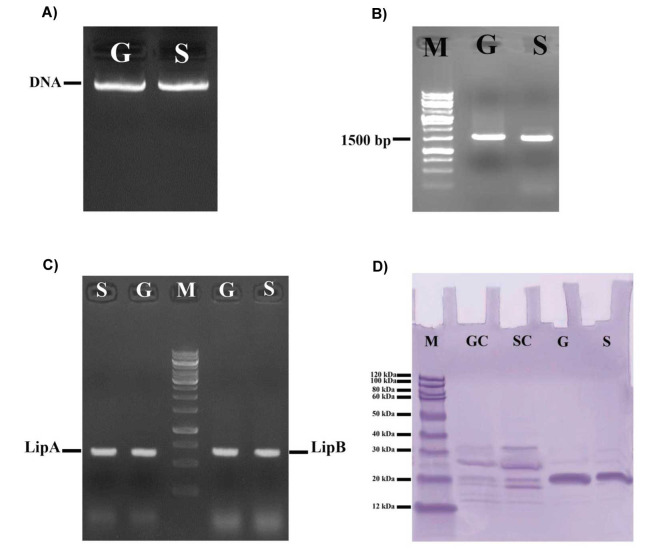 Molecular Cloning of the Extracellular Lipases of <i>Bacillus Amyloliquefaciens</i> Isolated from Agrifood Wastes.